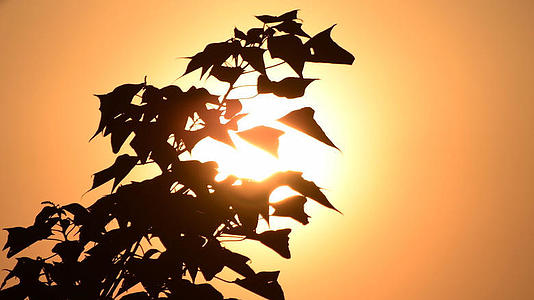 4K金色夕阳下的树叶剪影秋天枫叶视频的预览图